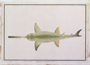 マラッカの魚の絵、1805-18年頃のソードスノウテッドシャーク、Eeu parrang、Squalus poristis（紙のトイレ） 作： Chinese School